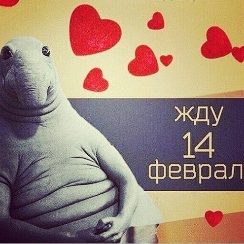 Конечно, мы все любим праздники и хотим получать подарки. Вот и «Ждун» годов ко Дню всех влюбленных.
