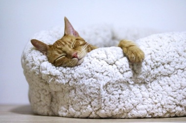 Кот спит