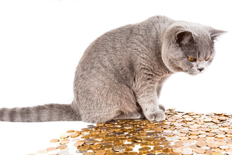 Не ругайте кота за испорченную обувь