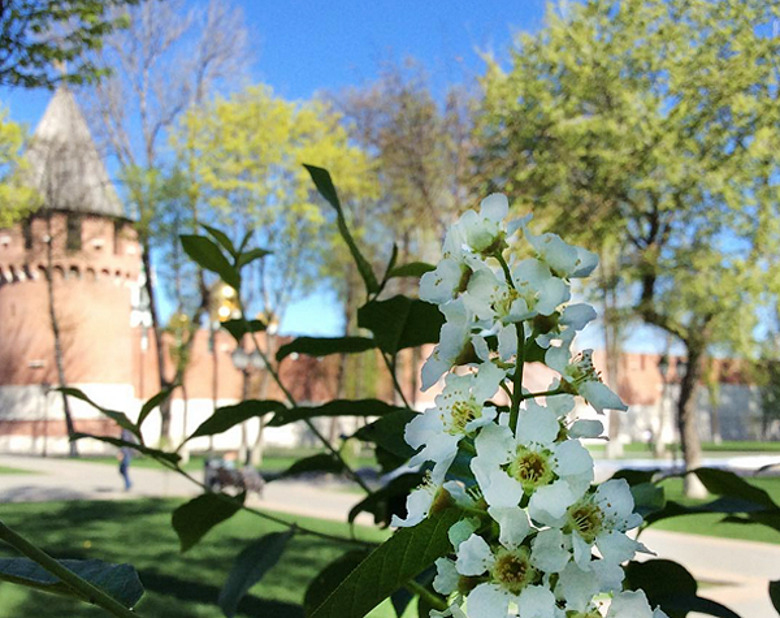 Тульский Кремль