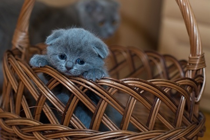 Котенок не игрушка