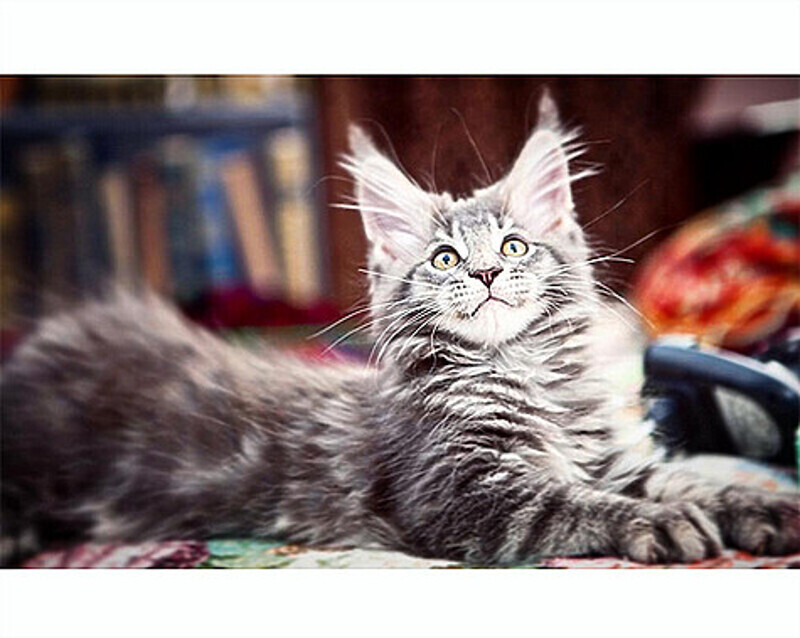 По словам Дубцовой, она давно мечтала завести мейн-куна. Фото: Instagram.com/dubtsova_official.